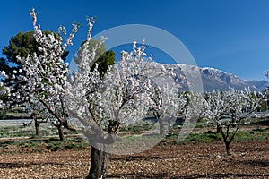 Almond trees in bloom from Almeria, Spain.