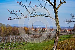 Almond trees blooming, southern wine street, Rhodt unter Rietburg Germany