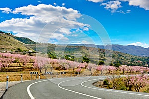 Almond Trees Blooms on both sides of a road, Spain