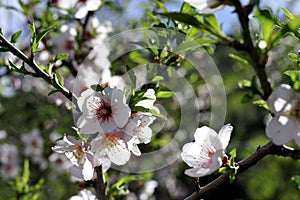 Almond trees blossom.