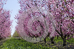 Almond trees covered in blooming pink flowers, grow in rows in t photo