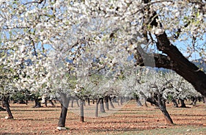 Almond trees field