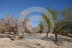 Almond trees flowering in Spring, Spain photo