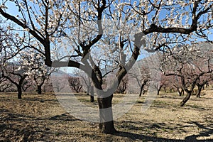 Almond trees with flowers in Spring