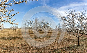 Almond trees full of flowers in full bloom at the beginning of spring in a field.