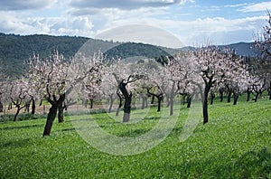 Almond trees green field