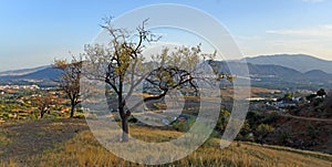 Almond trees in the hills around cartamar Andalucia