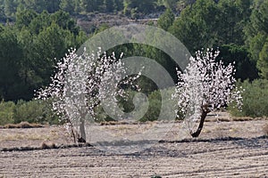 Almond trees with many flowers in a tilled field in Spain with pine trees in the background