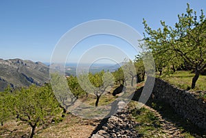 Almond trees on mountain terraces, Spain photo