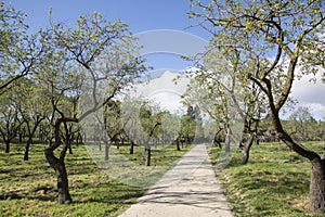 Almond Trees in Quinta de los Molinos Park; Madrid