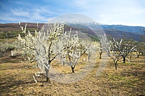 Almond trees at valley of jerte photo