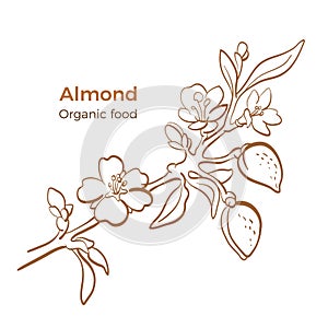 Almond. Vector botany branch. Art line sketch