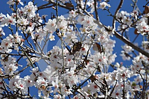Almonds and almond flowers in tree with blue sky