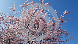 Almonds blossum tree with a blue sky
