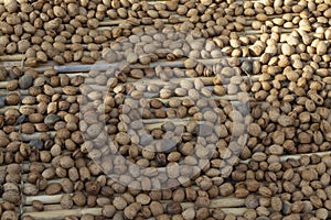 Almonds drying in the open air on a hurdle