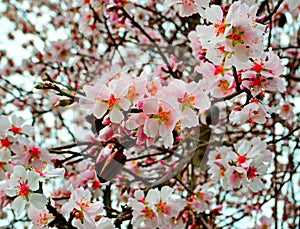Almonds flowers