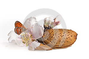 Almonds flowers seed isolated for background