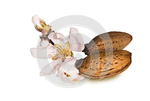 Almonds flowers seed isolated in white for background