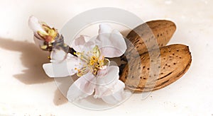 Almonds flowers seed isolated in white for background