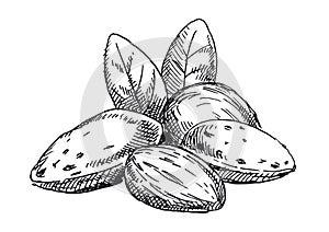 Almonds illustration. Black and white version