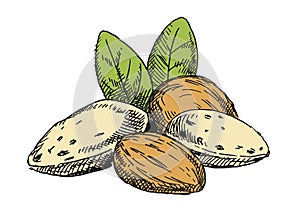 Almonds illustration. Colored version