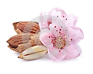 Almonds kernel with pink flowers