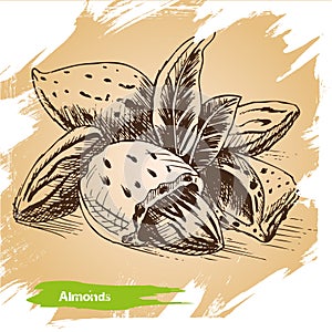 Almonds label - illustration. Sketch illustration nuts.