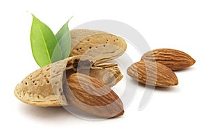 Almonds with leaves photo