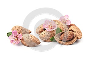 Almonds nuts with blooms flower almonds