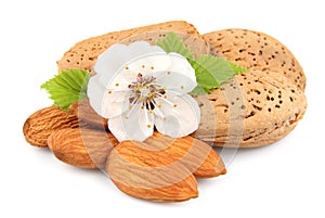 Almonds nuts with flowers of nuts