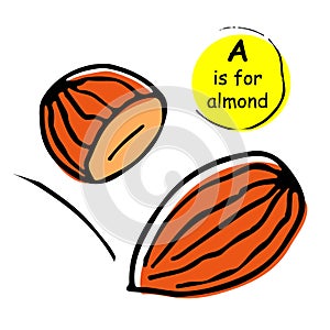 Almonds nuts vector illustration