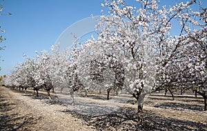 Almonds Orchard, white flowers