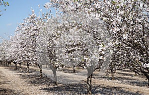 Almonds Orchard, white flowers