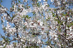 Almonds Orchard, white flowers