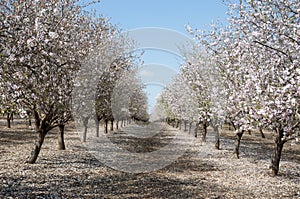 Almonds Orchard, white flowers