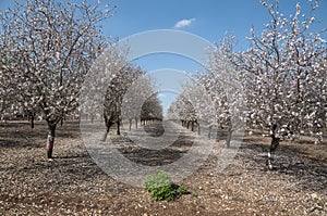 Almonds Orchard, white flowers