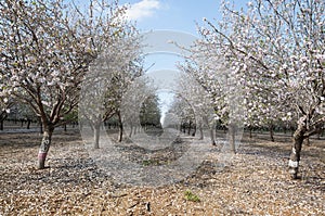 Almonds Orchard, white flowers