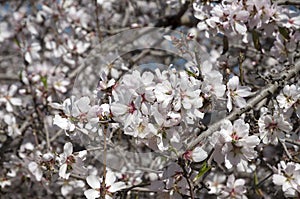 Almonds Orchard, white flowers