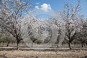 Almonds Orchard, white flowers