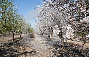 Almonds Orchard, white flowers