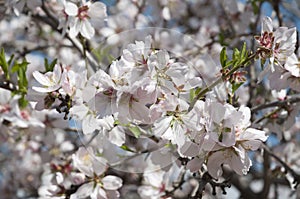 Almonds Orchard, white flowers