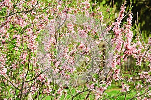 Almonds Prunus dulcis in bloom