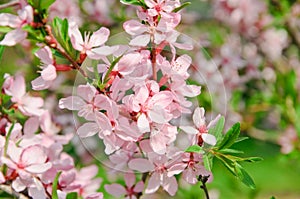 Almonds Prunus dulcis in bloom