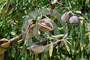 Almonds ready to harvest