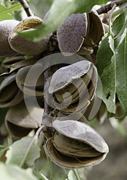 Almonds thrive in Morocco High Atlas, are more than a crop they are a source of pride and tradition