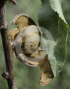 Almonds thrive in Morocco High Atlas, are more than a crop they are a source of pride and tradition