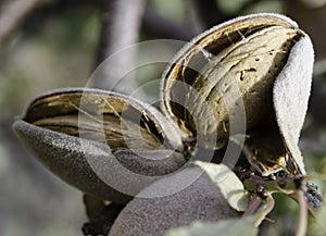 Almonds thrive in Morocco High Atlas, are more than a crop they are a source of pride and tradition