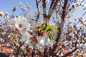 Almonds tree blossom, springtime in orchard, nature background w