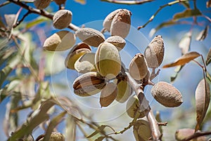 Almonds on Tree