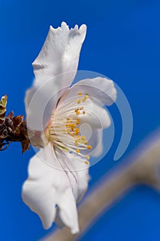 Almonds tree flowers macro spring background